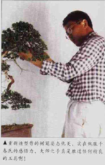 图解 柏树文人树盆景怎么制作的方法