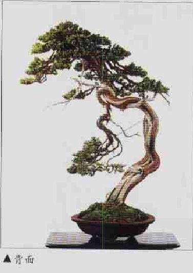 图解 柏树文人树盆景怎么制作的方法