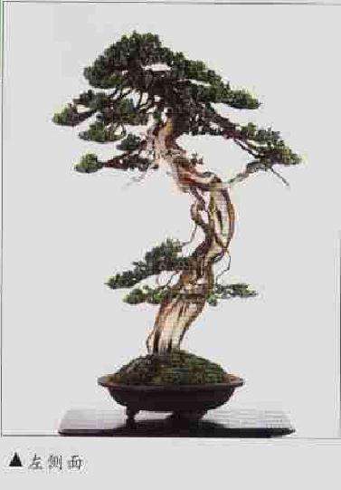图解 柏树文人树盆景怎么制作的方法