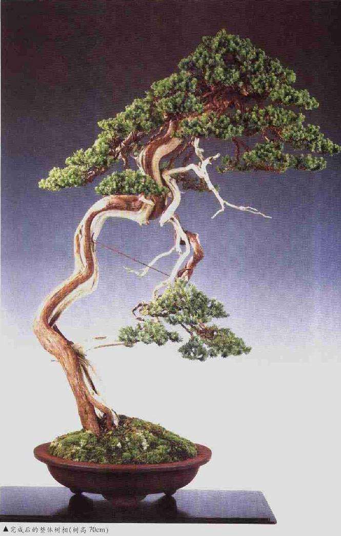 图解 柏树文人树盆景怎么制作的方法