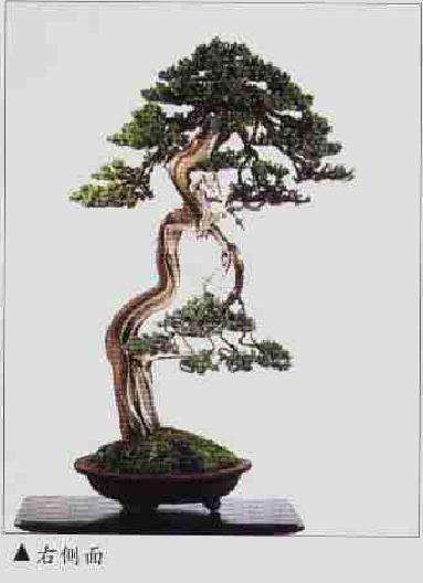 图解 柏树文人树盆景怎么制作的方法