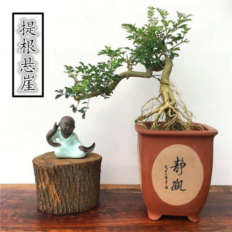 对节白蜡盆景怎么松骨定位的5个方法