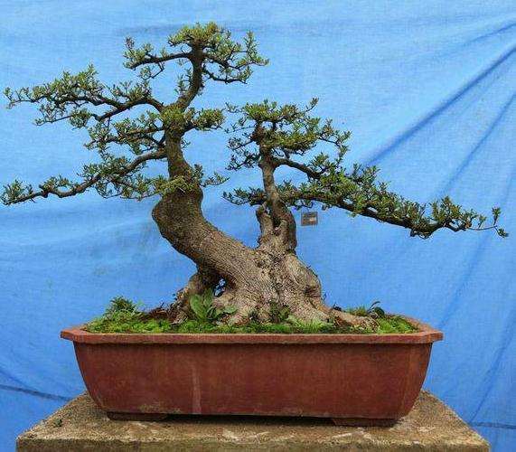 对节白蜡盆景怎么松骨定位的5个方法