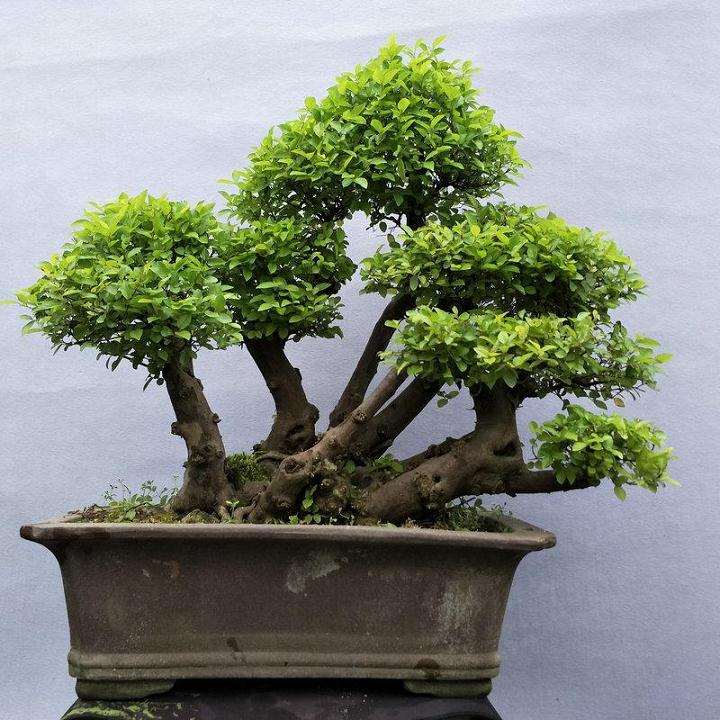 雀梅盆景怎么修剪裁根的方法