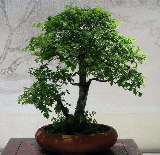 雀梅盆景怎么浇水的5个方法