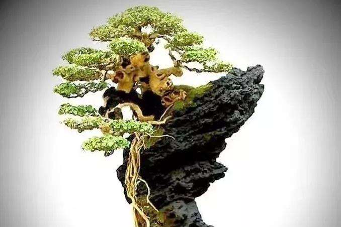 盆景的意境一定要有欣赏者再创造的余地