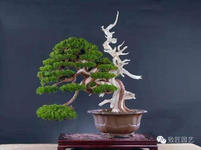 为什么盆景新粧的枝叶不可乱处理