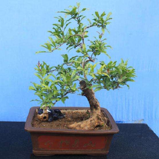 石榴老桩盆景怎么发芽嫁接及造型