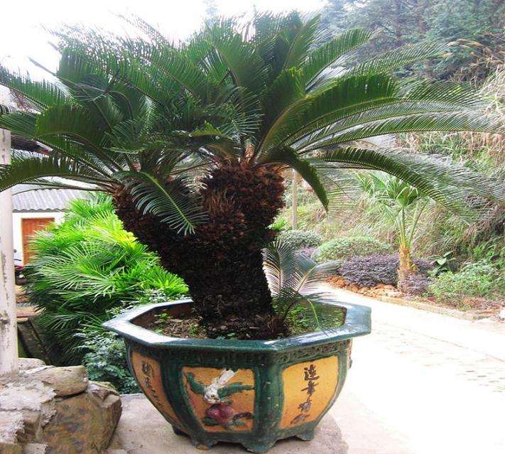 苏铁盆景怎么矮化处理的3个方法