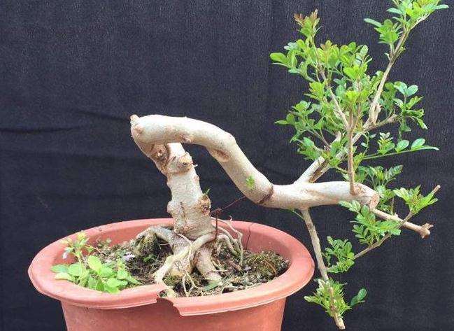 露根式盆景制作中尚需注意的3个问题