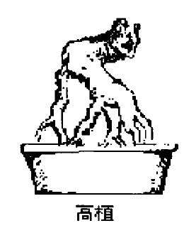 露根式盆景怎么围套高植的方法