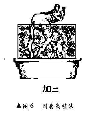 露根式盆景怎么围套高植的方法
