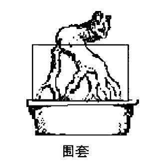 露根式盆景怎么围套高植的方法