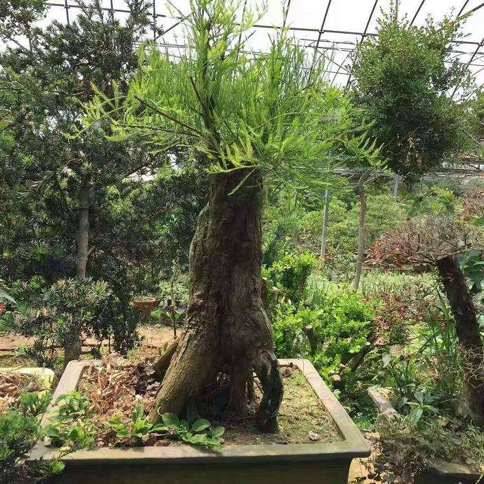 六道木盆景怎么养护的5个方法