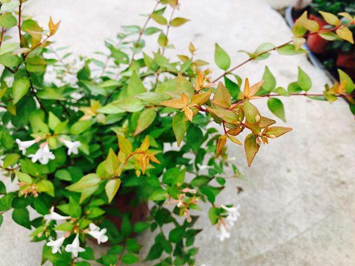 六道木盆景怎么修剪蟠扎的方法