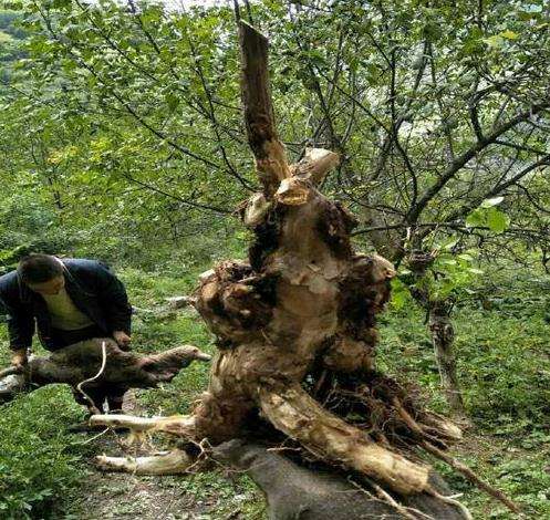 六道木盆景怎么养坯