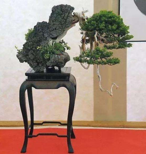 附石盆景怎么选树选石