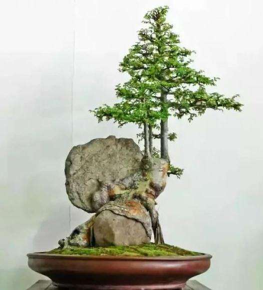 山松附石盆景的3个缺点和补救方法
