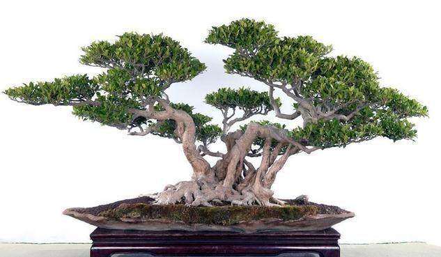 榕树盆景怎么制作主干 主枝 气生根