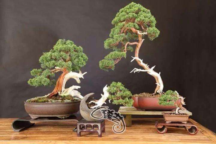 关于盆景舍利干和神枝之浅见