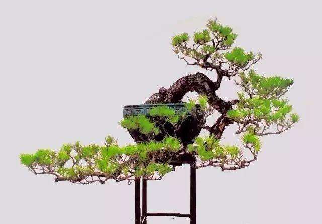 马尾松盆景怎么养护管理的方法