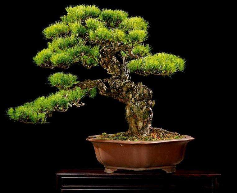 马尾松盆景怎么造型的方法