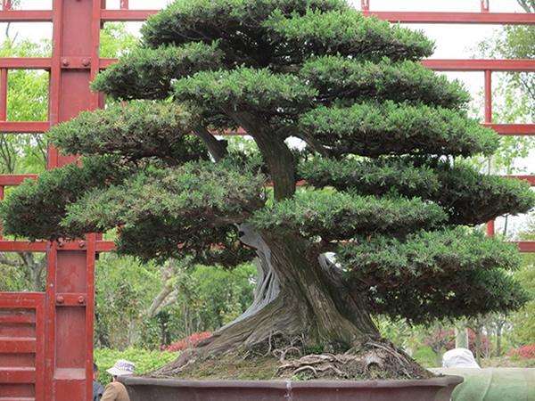 马尾松盆景怎么造型的方法