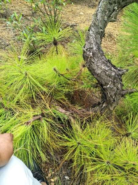 马尾松盆景怎么造型的方法