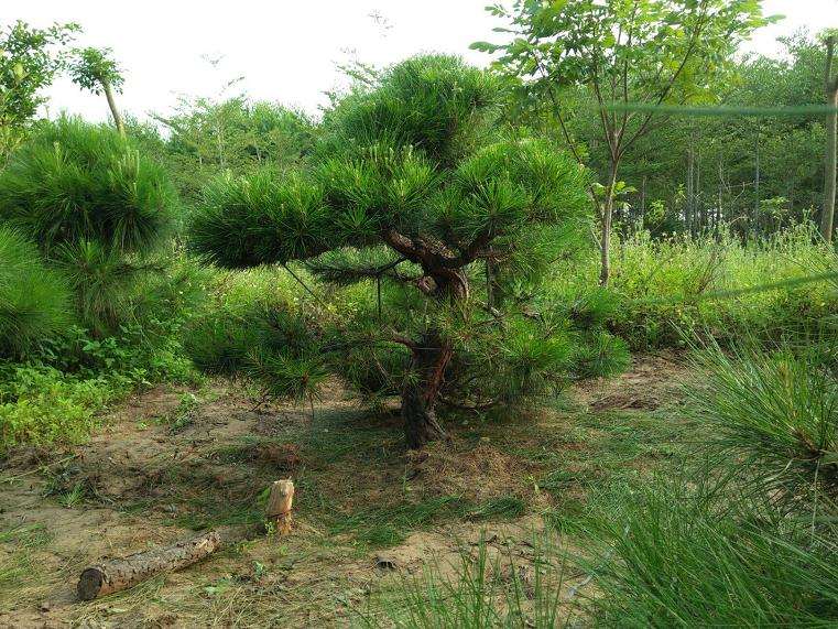 马尾松下山桩怎么养坯的方法