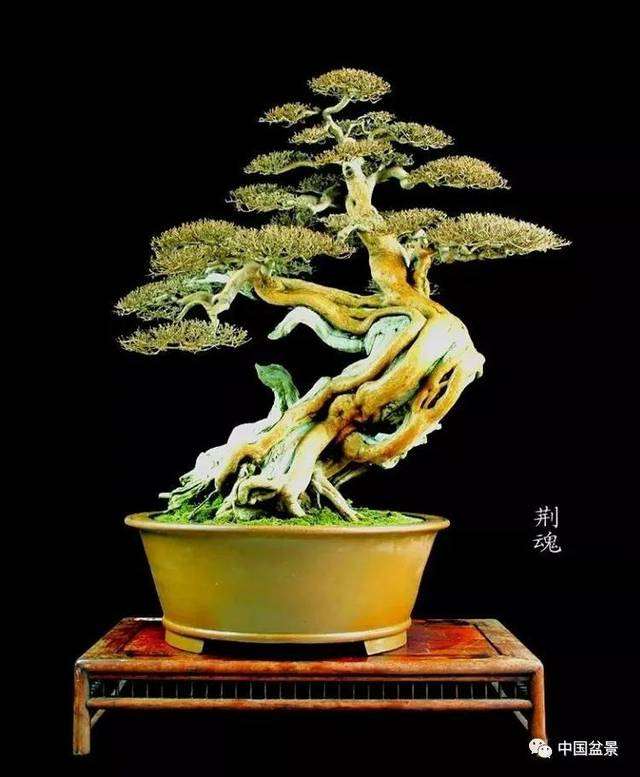 盆景怎么雕饰造型的5个方法