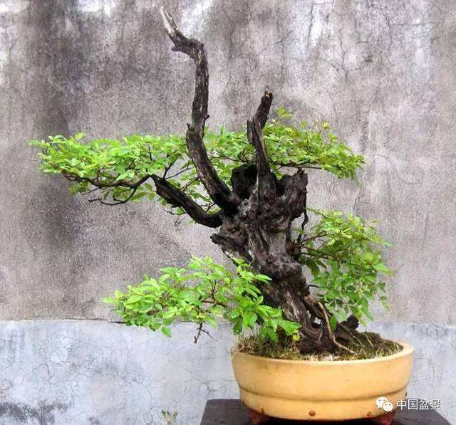 盆景怎么雕饰造型的5个方法