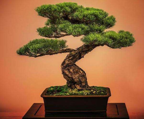 盆景怎么雕饰造型的5个方法