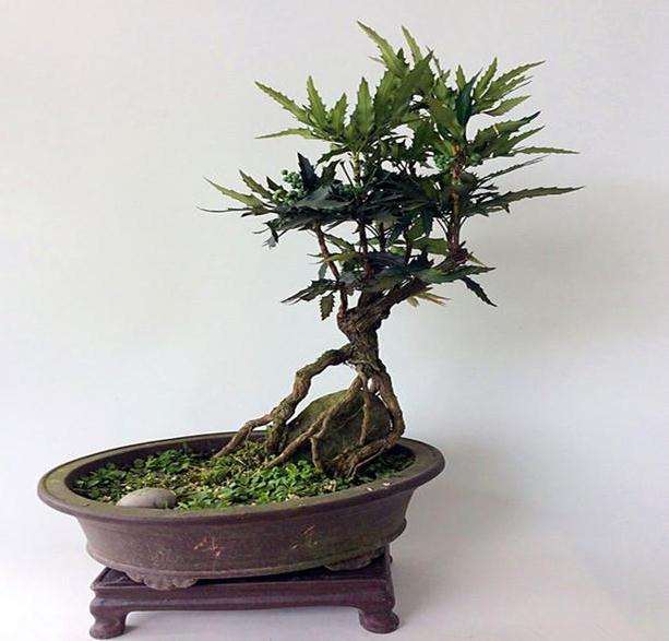 十大功劳盆景怎么浇水栽培的方法