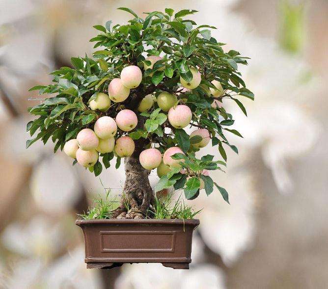 果树盆景怎么人工授粉的3个方法