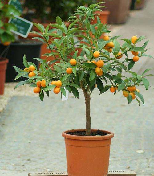 果树盆景怎么通风控水的2个方法