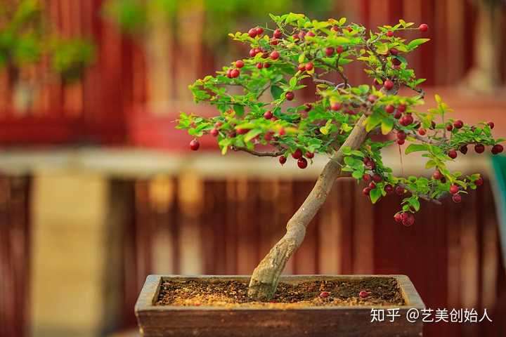 果树盆景怎么施肥和药物控制的方法