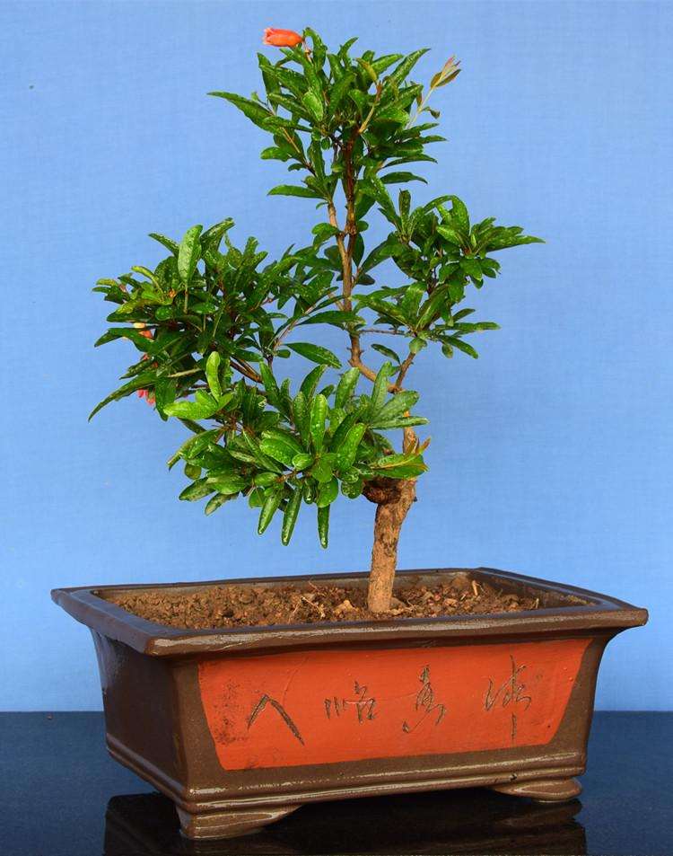 石榴盆景怎么保花保量的2个方法