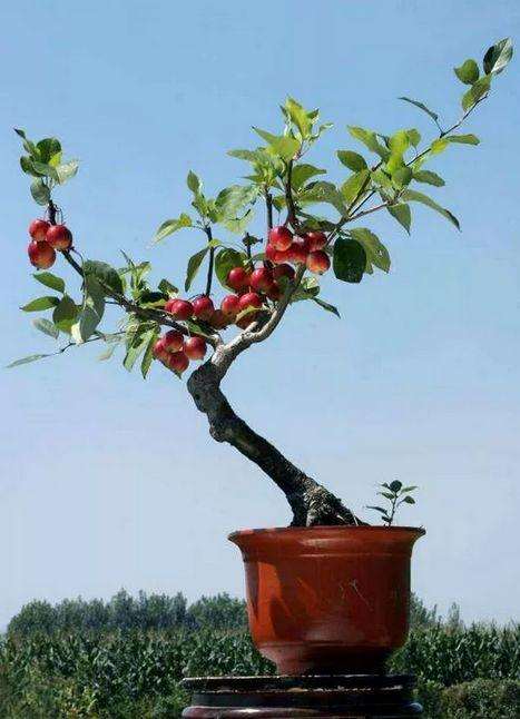 石榴盆景怎么整形修剪的2个方法