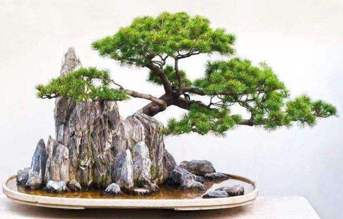 附石式盆景制作应注意的几个问题