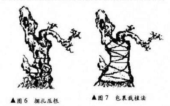 附石式盆景怎么制作的6个要点