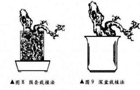 附石式盆景怎么制作的6个要点