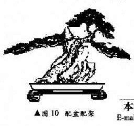 附石式盆景怎么制作的6个要点