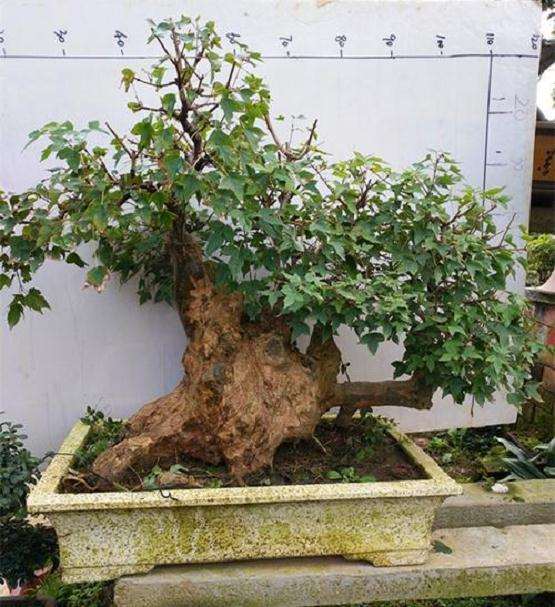 三角枫老桩盆景怎么养护的8个方法