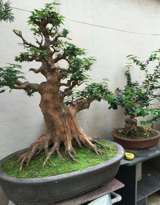 三角枫盆景怎么浇水施肥的5个方法