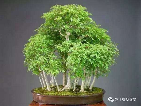 三角枫盆景怎么用土上盆的4方法