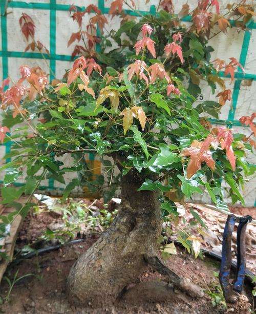 三角枫盆景怎么取材与采掘的3个措施