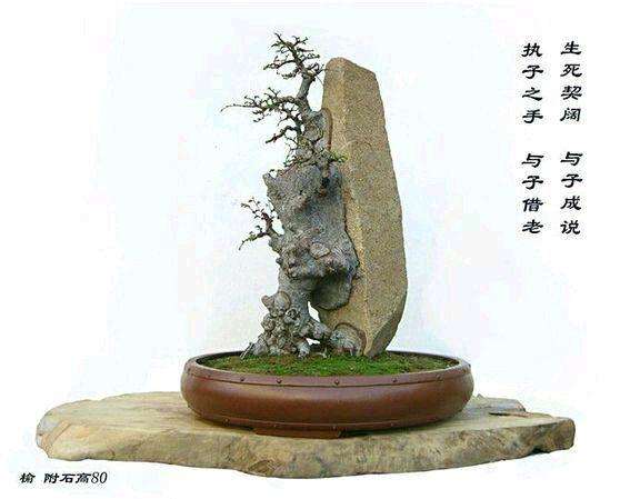 怎么制作景盆式树石盆景的方法