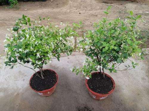 万字茉莉花盆景怎么制作的方法