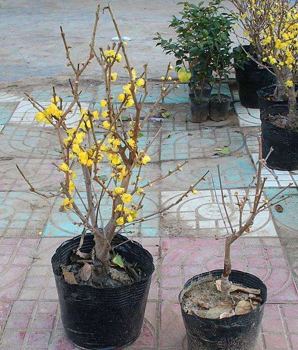 蜡梅盆景怎么修枝整形的3个方法