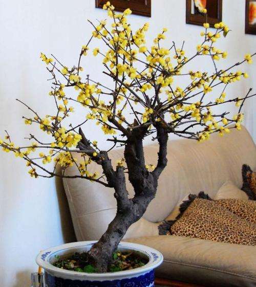 蜡梅盆景怎么修枝整形的3个方法